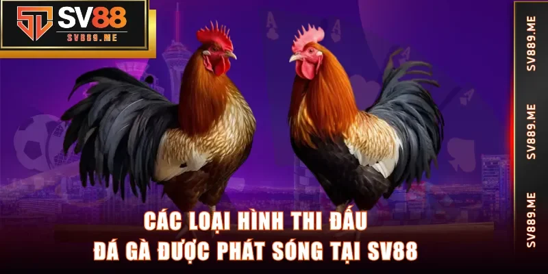 Các loại hình thi đấu đá gà được phát sóng tại SV88
