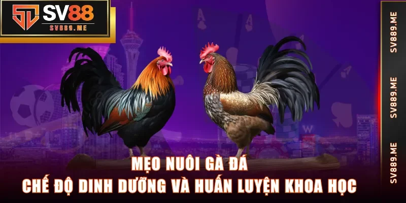 mẹo nuôi gà đá