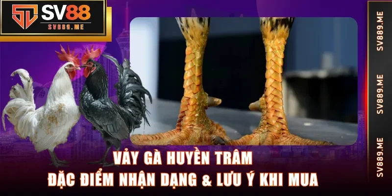 Vảy Gà Huyền Trâm
